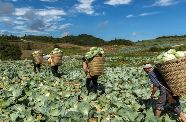 貴州省遵義市務川泥高鎮鎮江鄉村振興服務站通過產銷對接幫助村民銷售蓮花白。