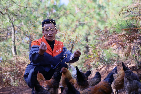 顧濤在喂山雞。