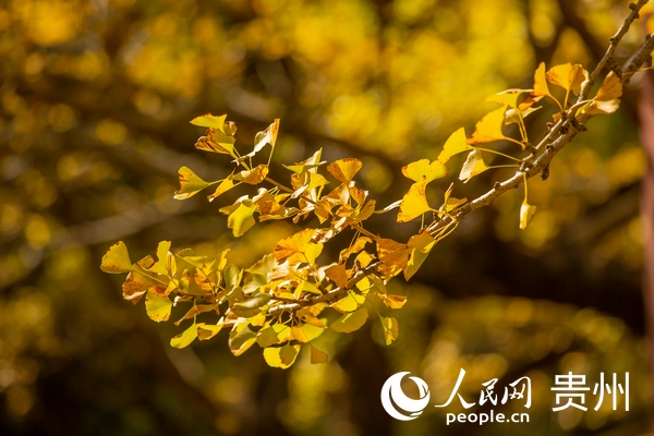 陽光灑在金燦燦的銀杏葉上。人民網 陽茜攝
