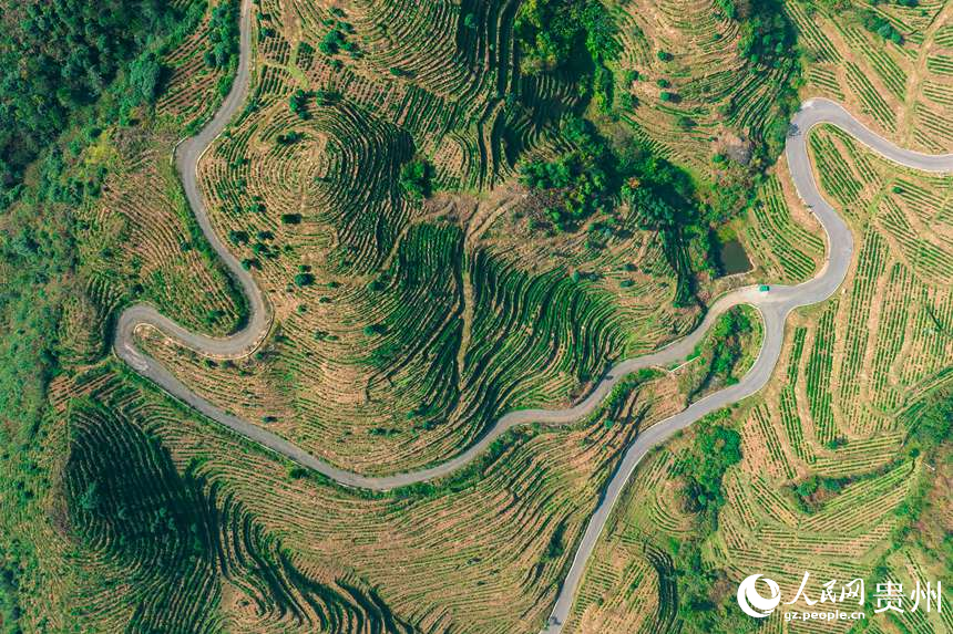 航拍貴州省黔西南州普安縣地瓜鎮屯上村白葉一號感恩茶園。人民網記者 涂敏攝