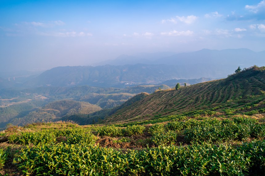 6 白葉一號感恩茶園。人民網記者 涂敏 攝