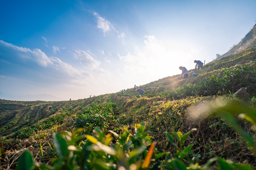 7 村民們在白葉一號感恩茶園內勞作。人民網記者 涂敏 攝