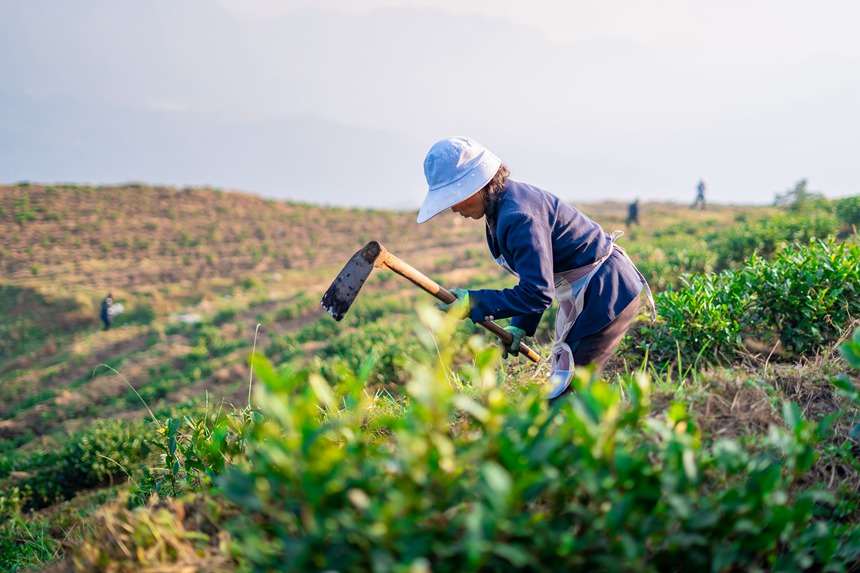 9 村民們在白葉一號感恩茶園內勞作。人民網記者 涂敏 攝