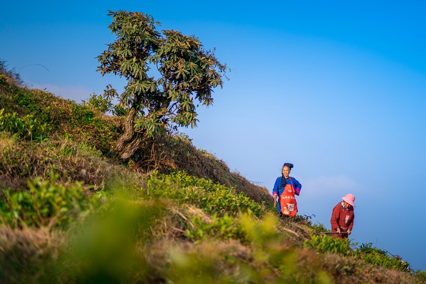 10 村民們在白葉一號感恩茶園內勞作。人民網記者 涂敏 攝