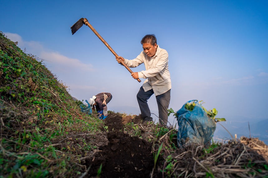 11 村民們在白葉一號感恩茶園內勞作。人民網記者 涂敏 攝