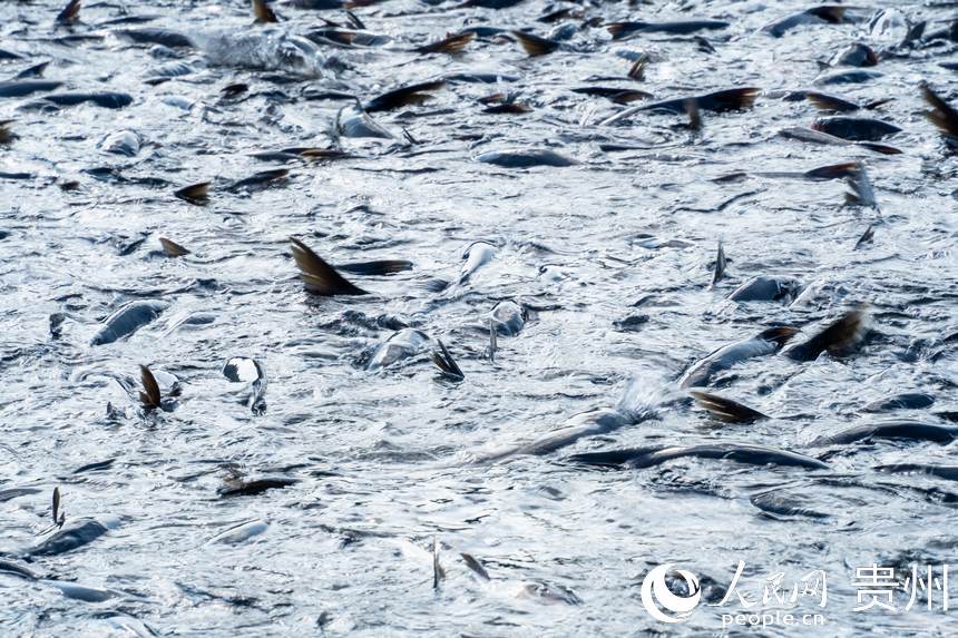 待出水的鳙魚和鰱魚。人民網記者 涂敏攝