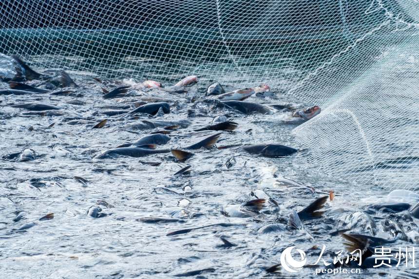 待出水的鳙魚和鰱魚。人民網記者 涂敏攝