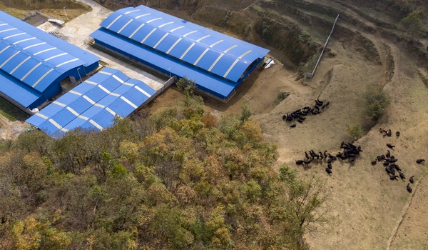 肉牛養殖場。