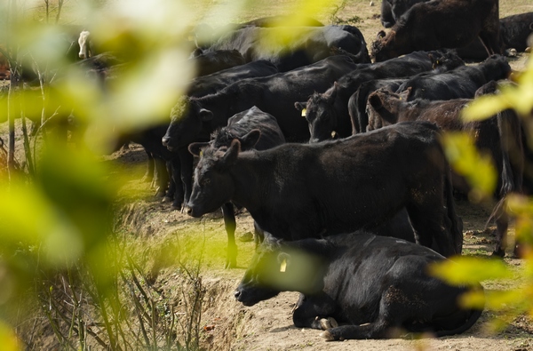 養殖場的安格斯肉牛。