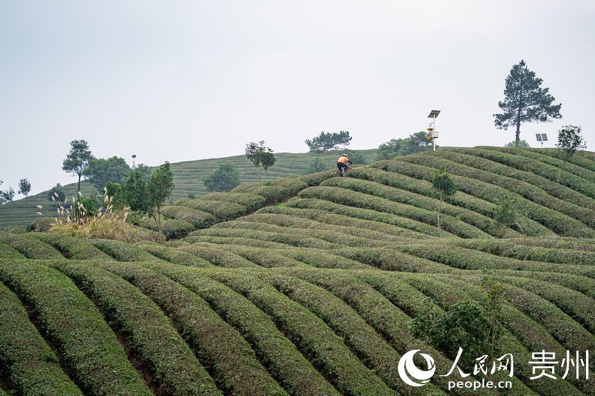 比賽現場。人民網記者 涂敏攝