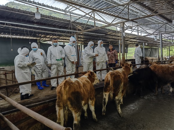 貴州大學動科院師生在現場取樣檢測。貴州大學供圖