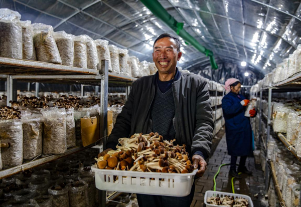 水城區菌種場食用菌豐收。