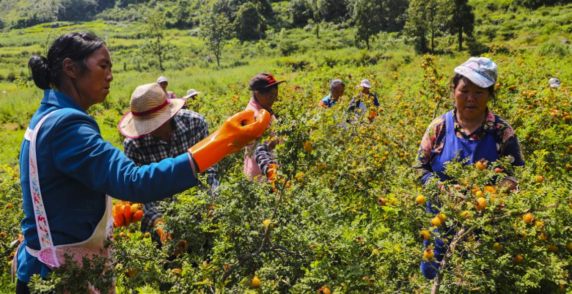 水城區野鐘鄉農戶采摘刺梨。