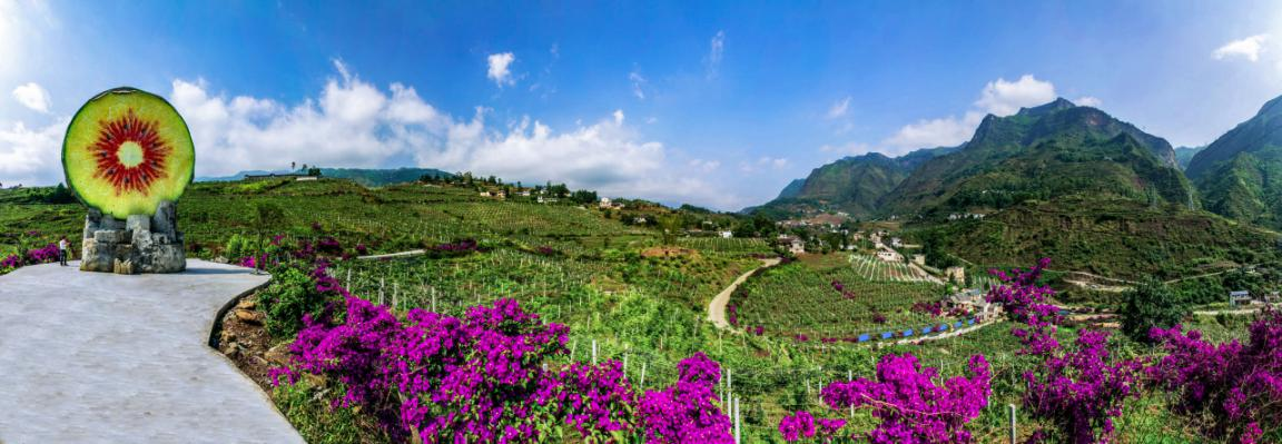 水城區米籮鎮獼猴桃種植基地。