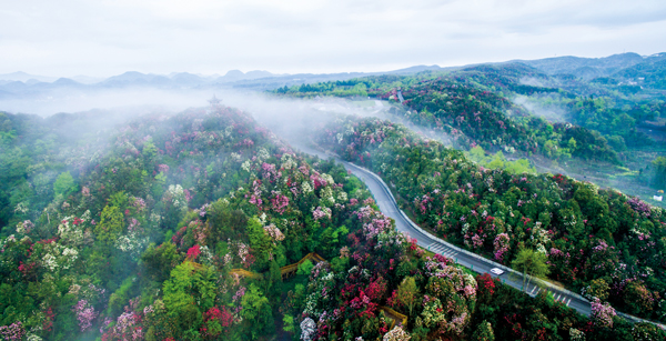 畢節市百里杜鵑旅游公路。張祥兵攝