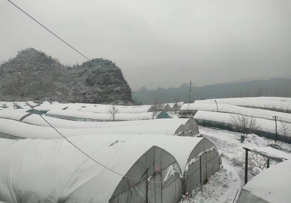 雪后的草莓大棚。受訪者供圖.jpeg