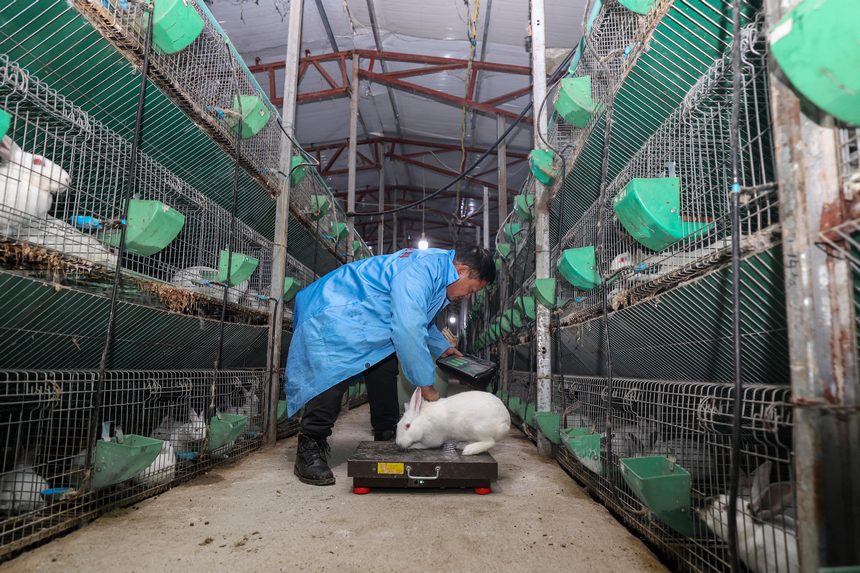 王建剛在為兔子稱重。