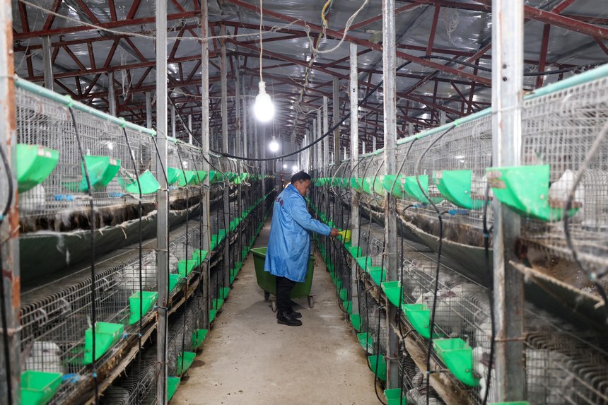 王建剛在為兔子投食。