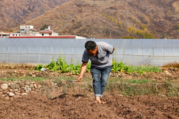 2月6日，威寧縣金鐘鎮夸都社區種植早熟玉米的群眾在蓋土。趙慶能攝