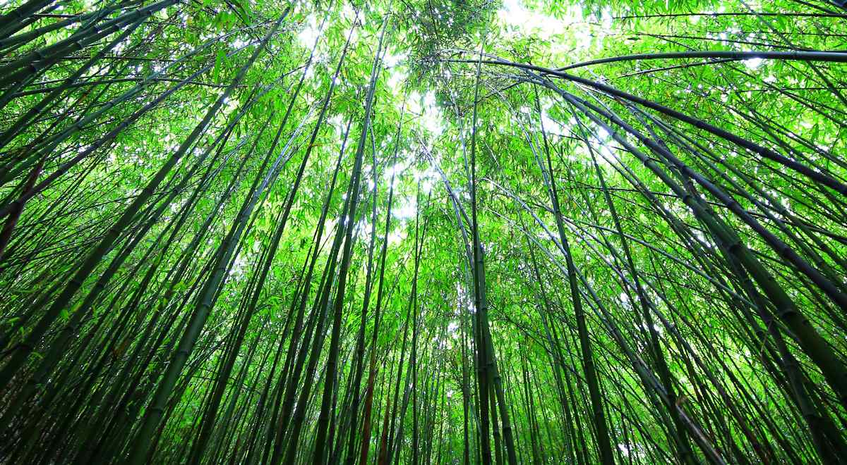 方竹林。楊茂華攝