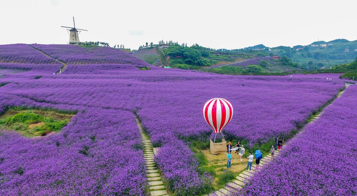 婁山關花海。王印攝