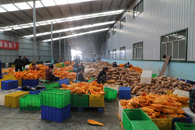 織金南瓜深加工，帶領群眾去致富