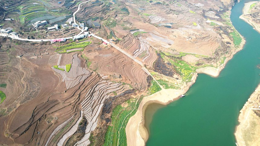 2月13日，貴州省大方縣石桅村早熟糯玉米基地航拍。李靈攝