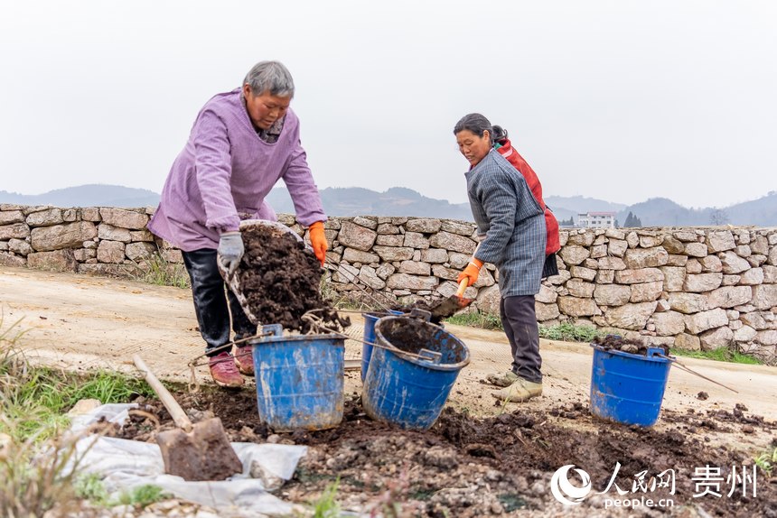 村民準備將發酵好的農家肥撒進田間。人民網 涂敏攝