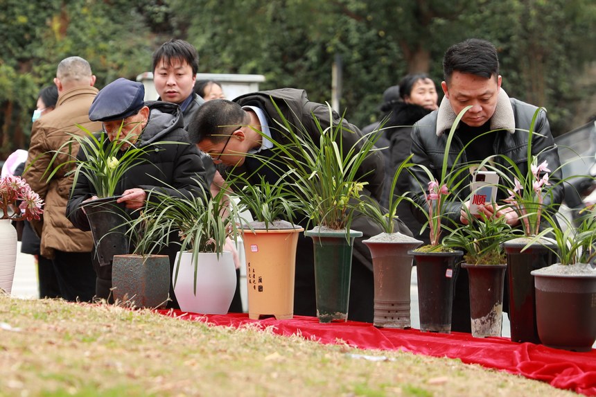 劍河縣舉行的迎春蘭花展活動現場。