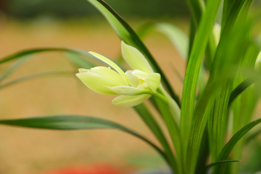 在劍河縣蘭花展上拍攝到的精品蘭花。