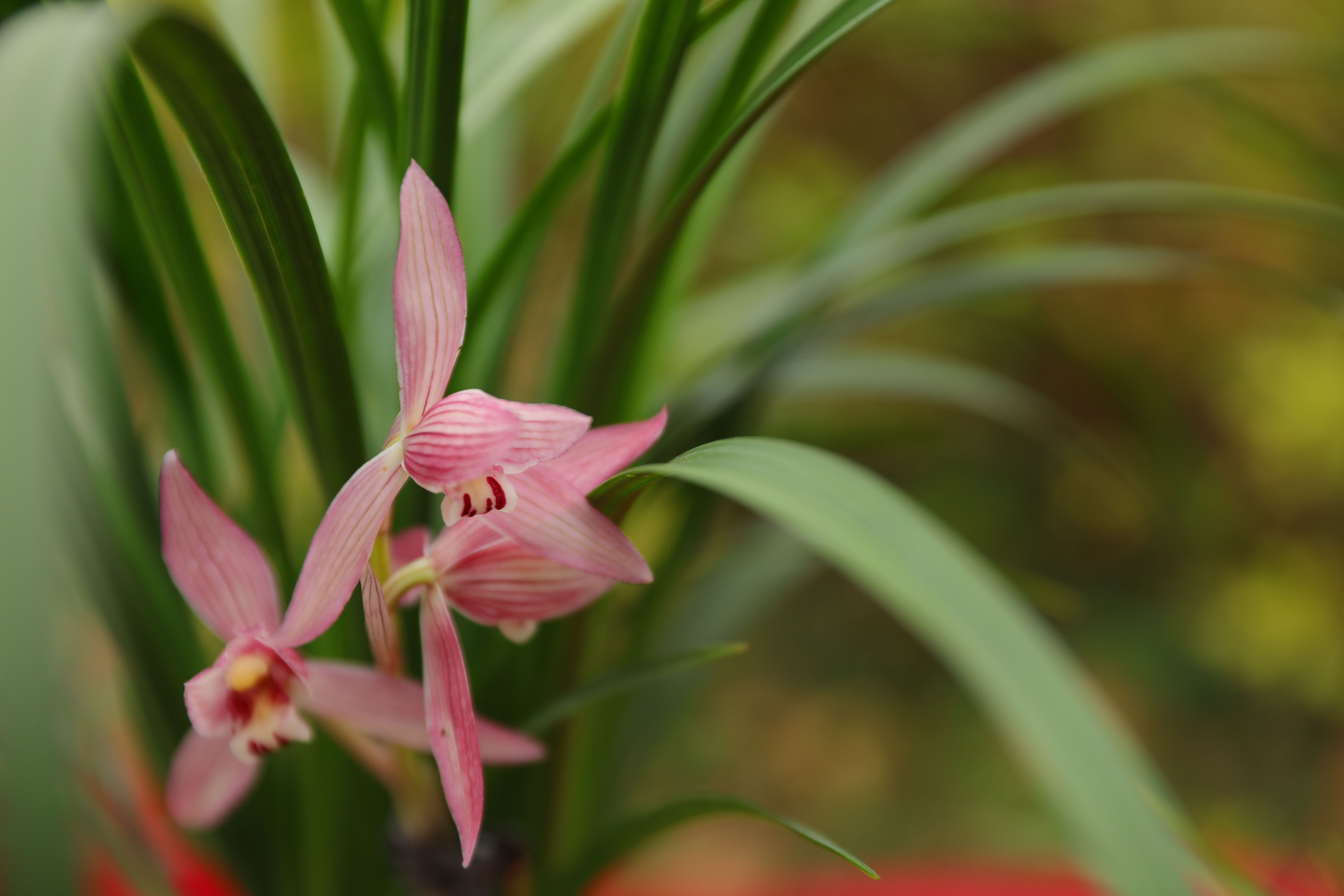 在劍河縣蘭花展上拍攝到的精品蘭花。