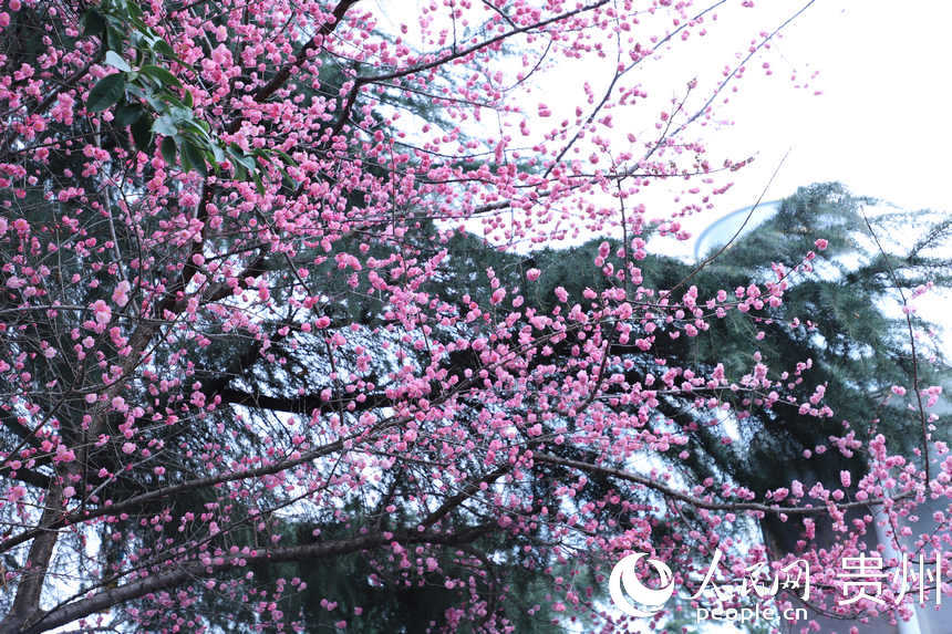 2月24日拍攝的已綻放的“春花”。人民網 顧蘭云攝