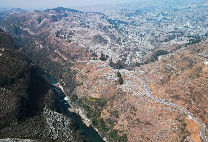 2月27日，貴州省大方縣貓場鎮櫻桃種植基地航拍。何志剛攝