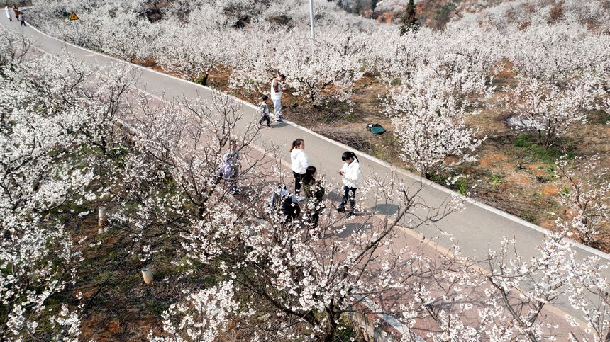 櫻桃花開春色美。