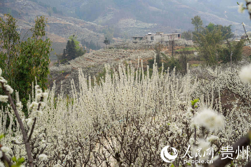 李花與遠處的村寨遙相呼應。人民網 陽茜攝