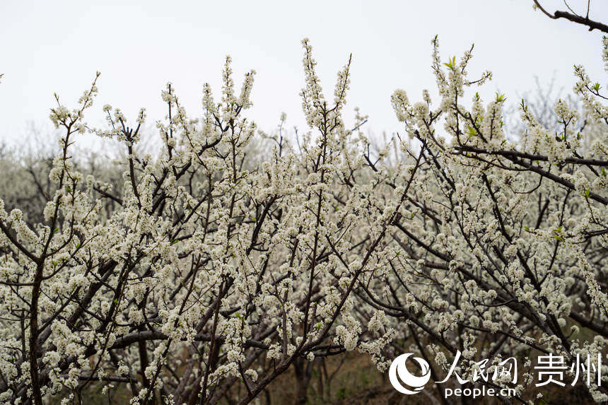 六馬鎮李花目前正值盛花期。人民網 陽茜攝
