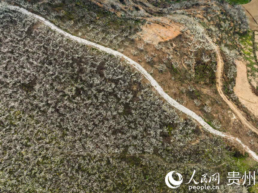 漫山遍野的李花。人民網 陽茜攝