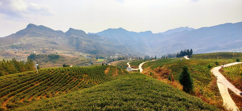 “白葉一號”基地一角。 多彩貴州網供圖.jpg