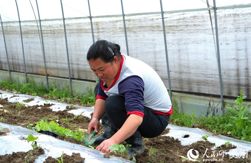 村民依靠種植蔬菜增收致富。人民網 陽茜攝