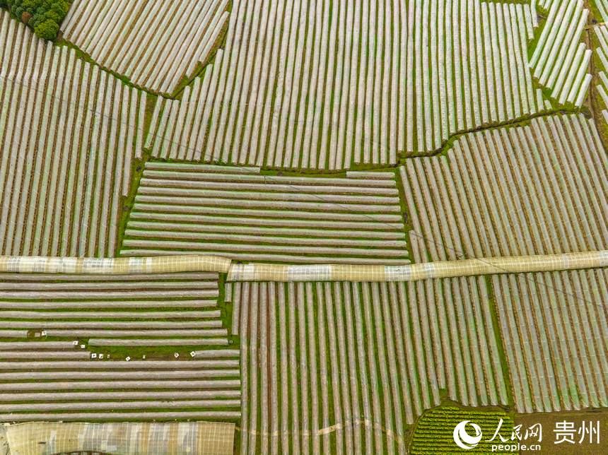 銀江村蔬菜大棚基地。人民網 陽茜攝