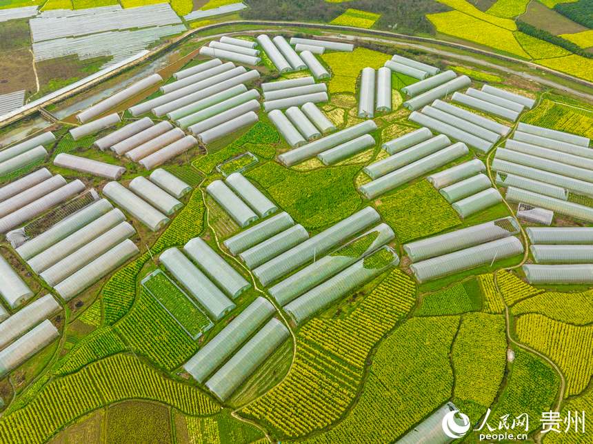 銀江蔬菜基地種植的果蔬品種共有30余種。人民網 陽茜攝