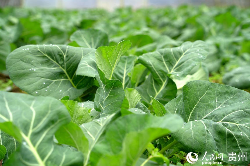 長勢喜人的花菜已進入成熟期。人民網 陽茜攝