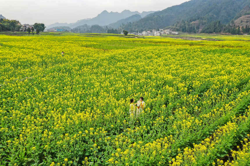 游客在油菜田間游玩。