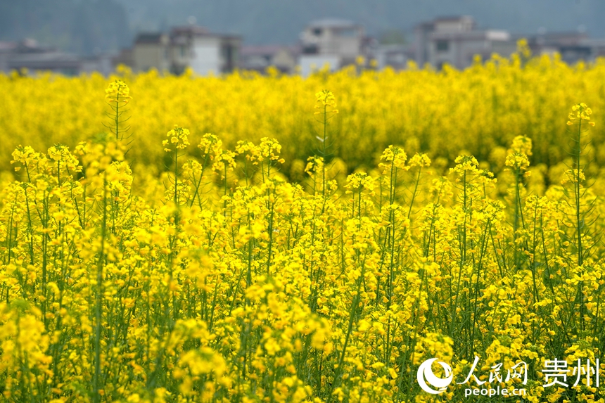 盛放的油菜花搖曳在春風里。人民網 陽茜攝