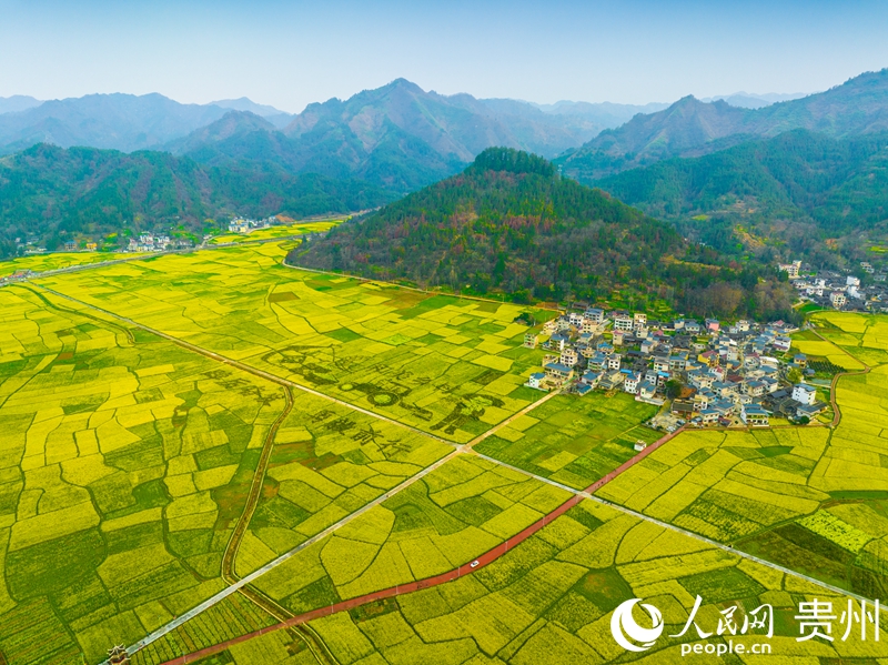 貴州省銅仁市碧江區瓦屋鄉司前壩區的油菜花田。人民網 陽茜攝