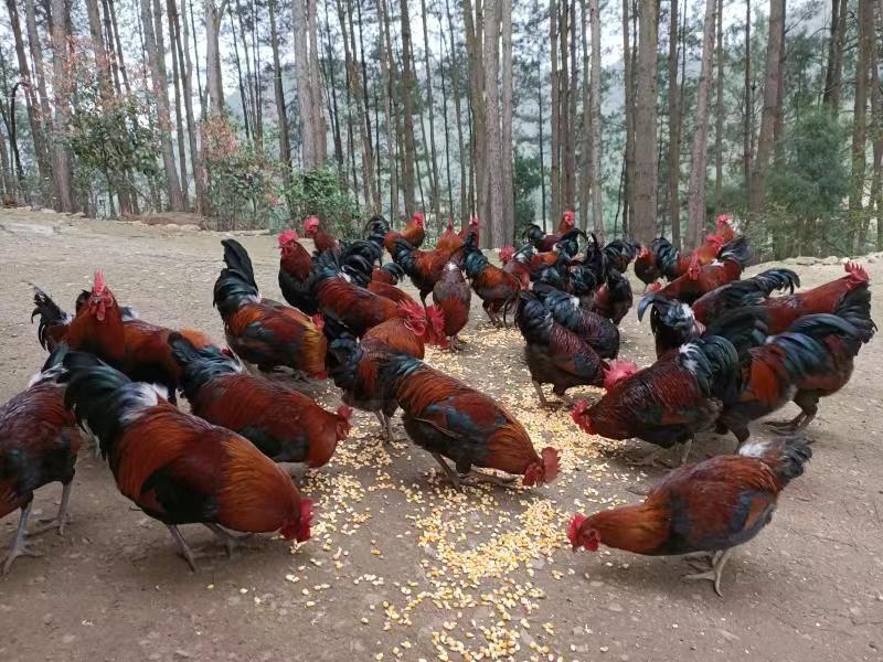 凱里香爐山雞。