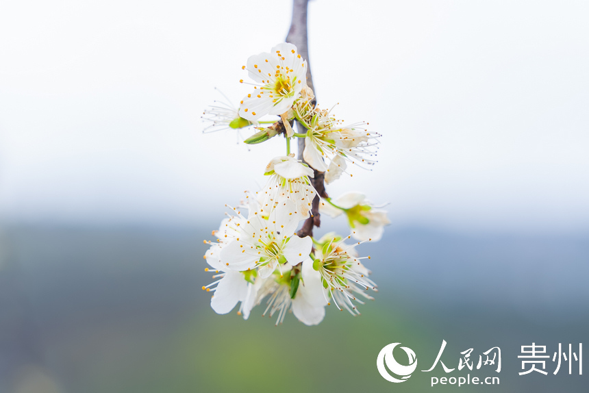 貴州省黔西市大關鎮丘林村李園中盛開的李花。涂敏攝