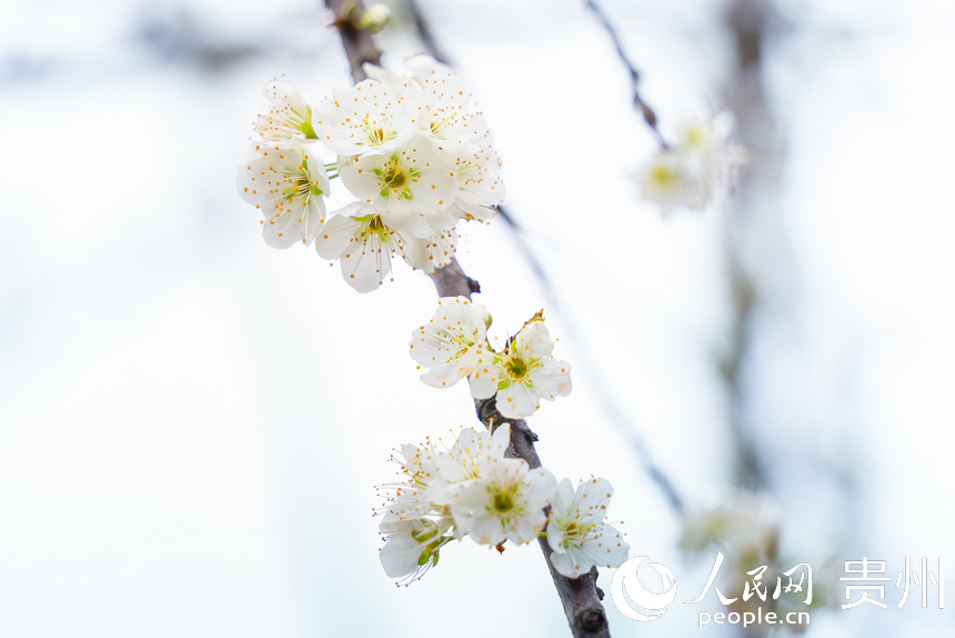 貴州省黔西市大關鎮丘林村李園中盛開的李花。涂敏攝