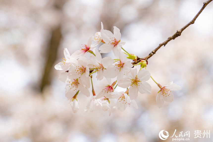 貴安櫻花已進入盛花期。人民網 陽茜攝