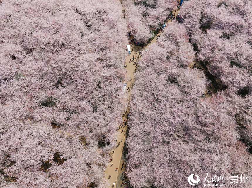 游客走在櫻花道中賞花春游。人民網 陽茜攝